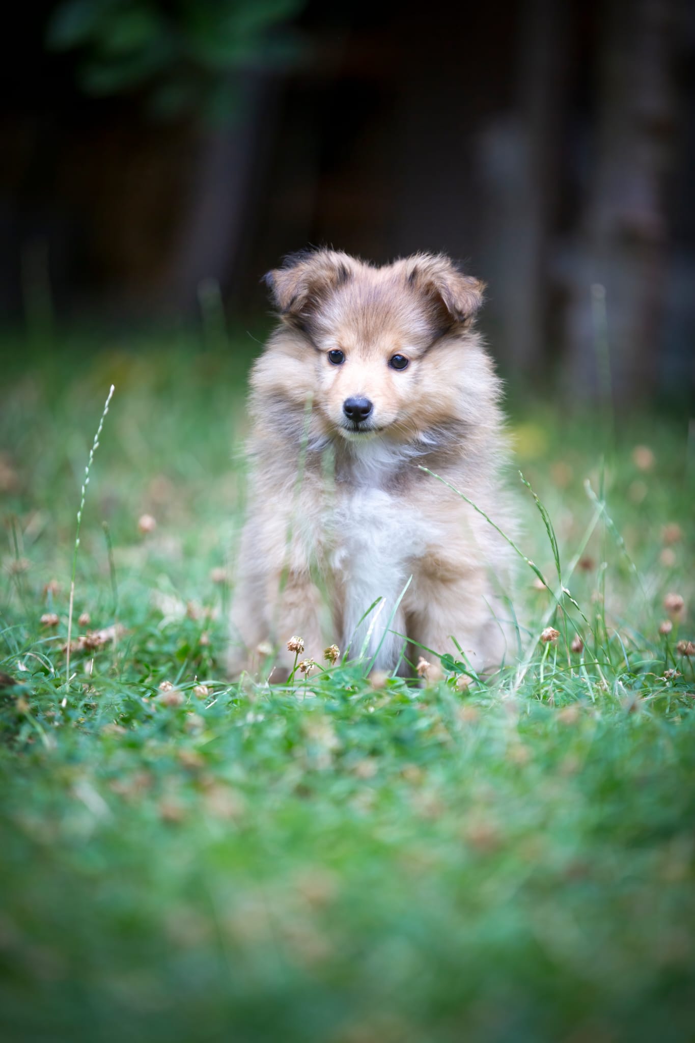 Astrid Gold of the North